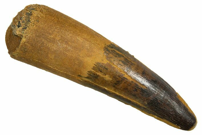 Real Fossil Spinosaurus Tooth - Large Dinosaur Tooth #328045